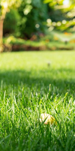 Turfworld_Lawn_Care and Tips_Blog