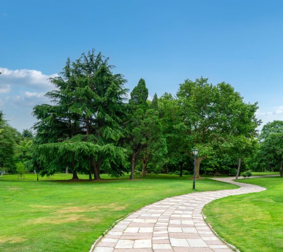 Tranquil,Park,Pathway,Surrounded,By,Lush,Greenery